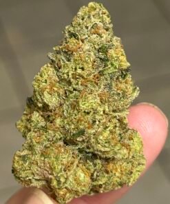 Notorious OG (User Video)