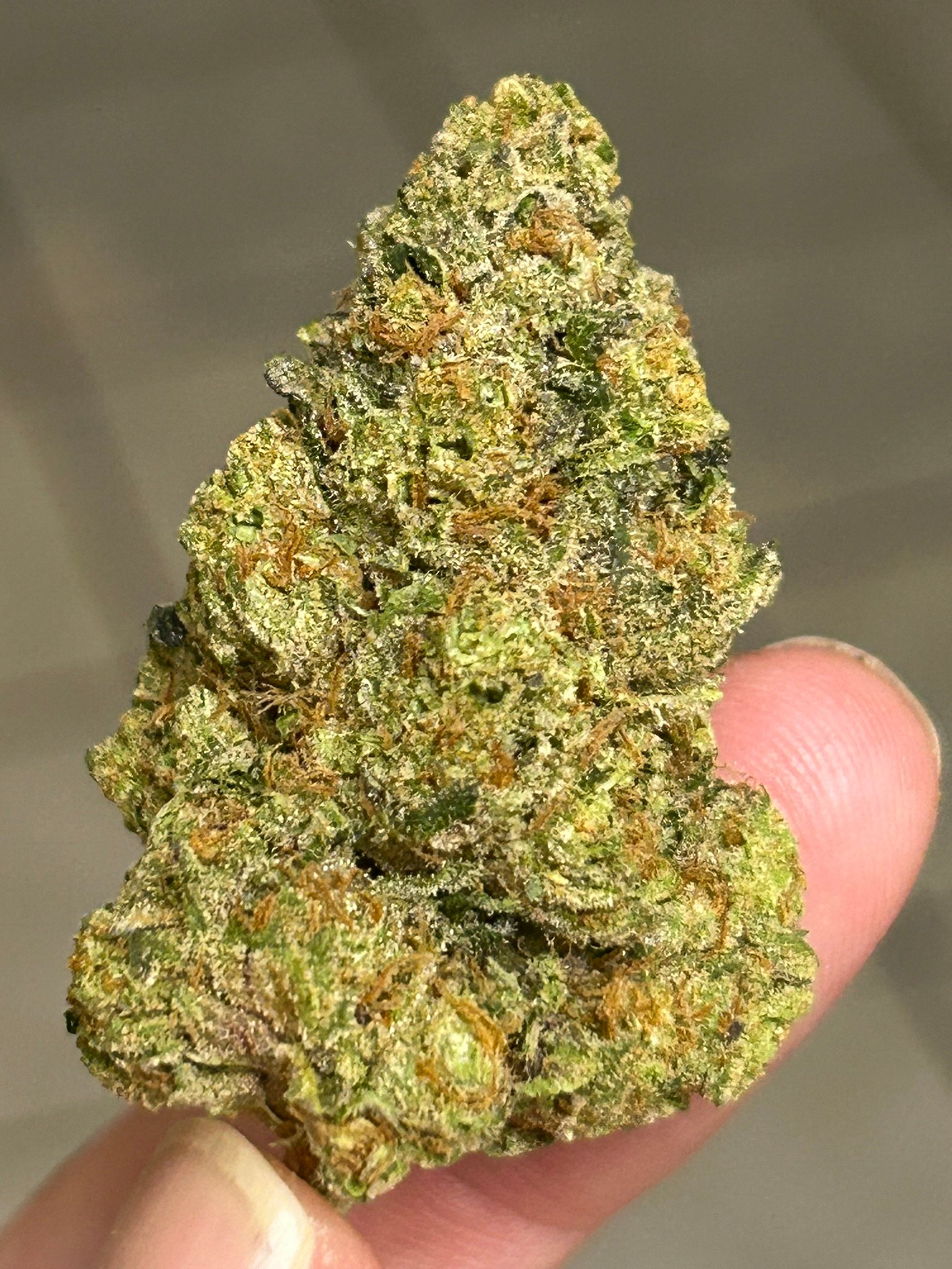 Notorious OG (User Video)