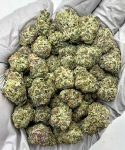 Oreoz exotic indoor (Inhouse Wholesale)