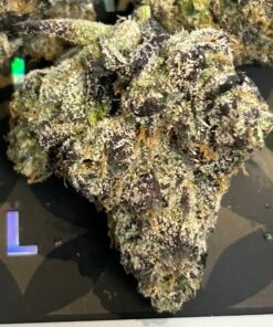 Blue Runts (Exotics)