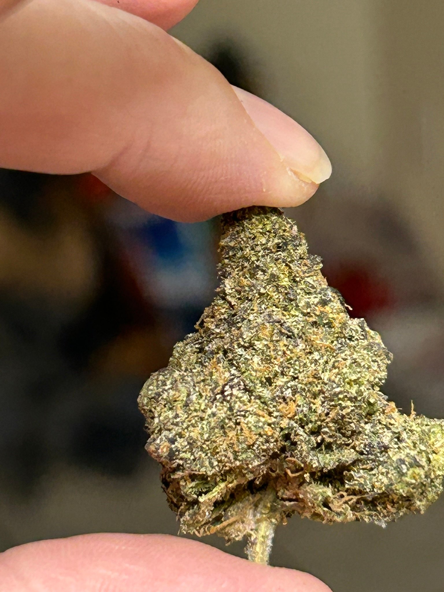 Triple Blue Slushie Exotic (User pics) - Image 5