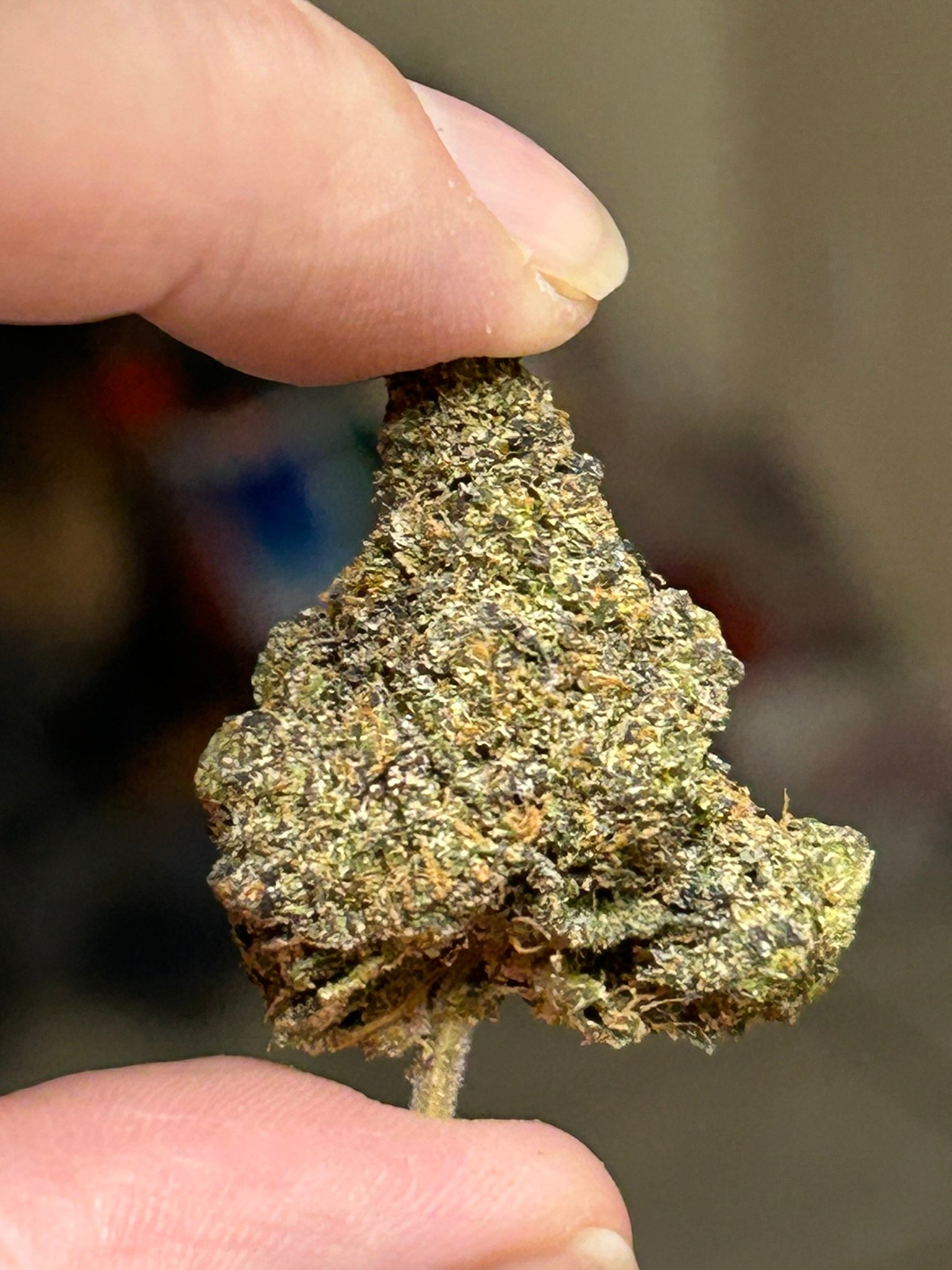 Triple Blue Slushie Exotic (User pics) - Image 6