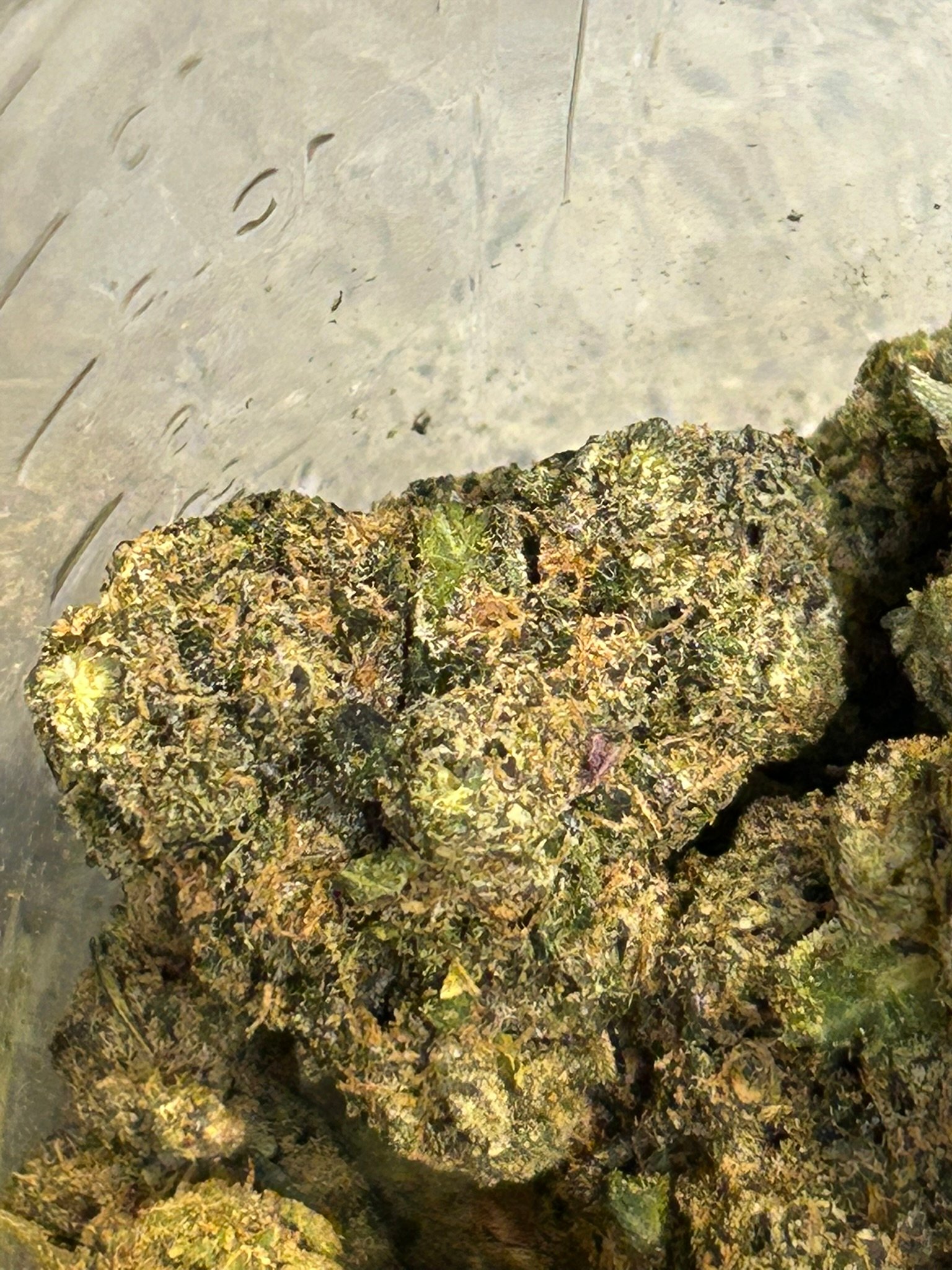 Sharpies Exotic (User Pics/Vid) - Image 4