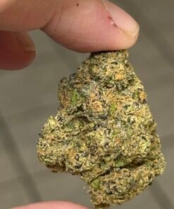 Sharpies Exotic (User Pics/Vid)