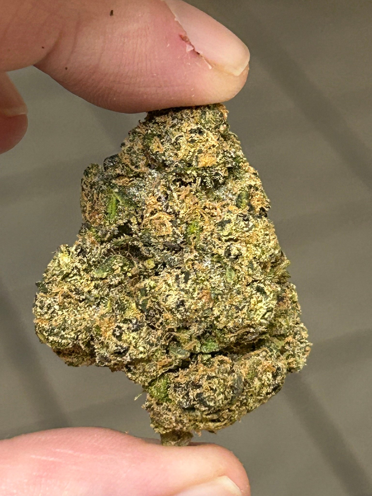 Sharpies Exotic (User Pics/Vid) - Image 6