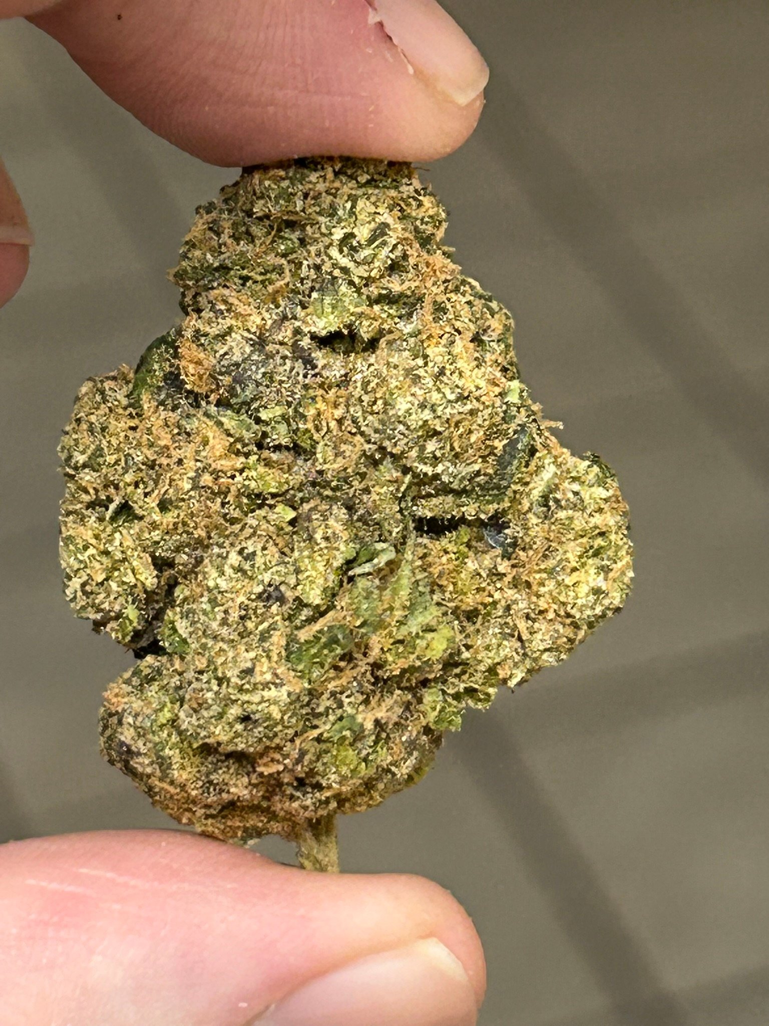 Sharpies Exotic (User Pics/Vid) - Image 2