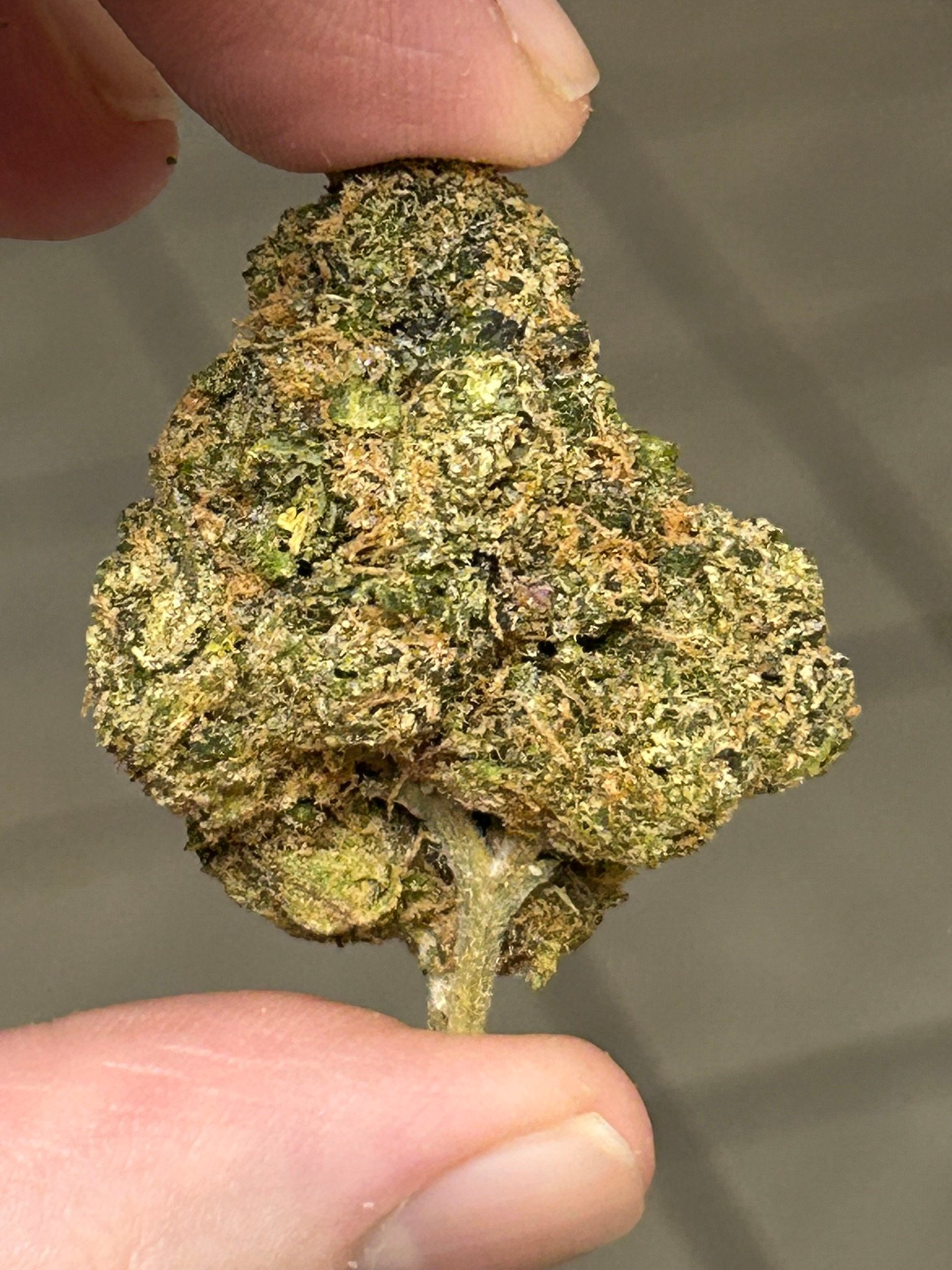 Sharpies Exotic (User Pics/Vid) - Image 8