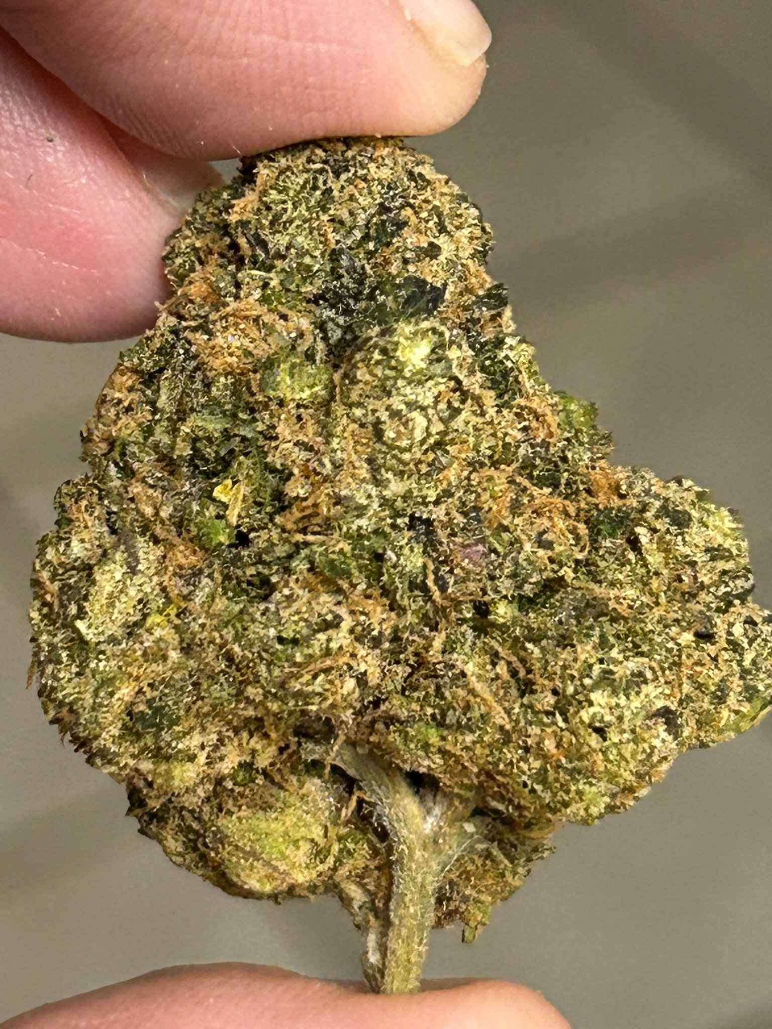 Sharpies Exotic (User Pics/Vid) - Image 9