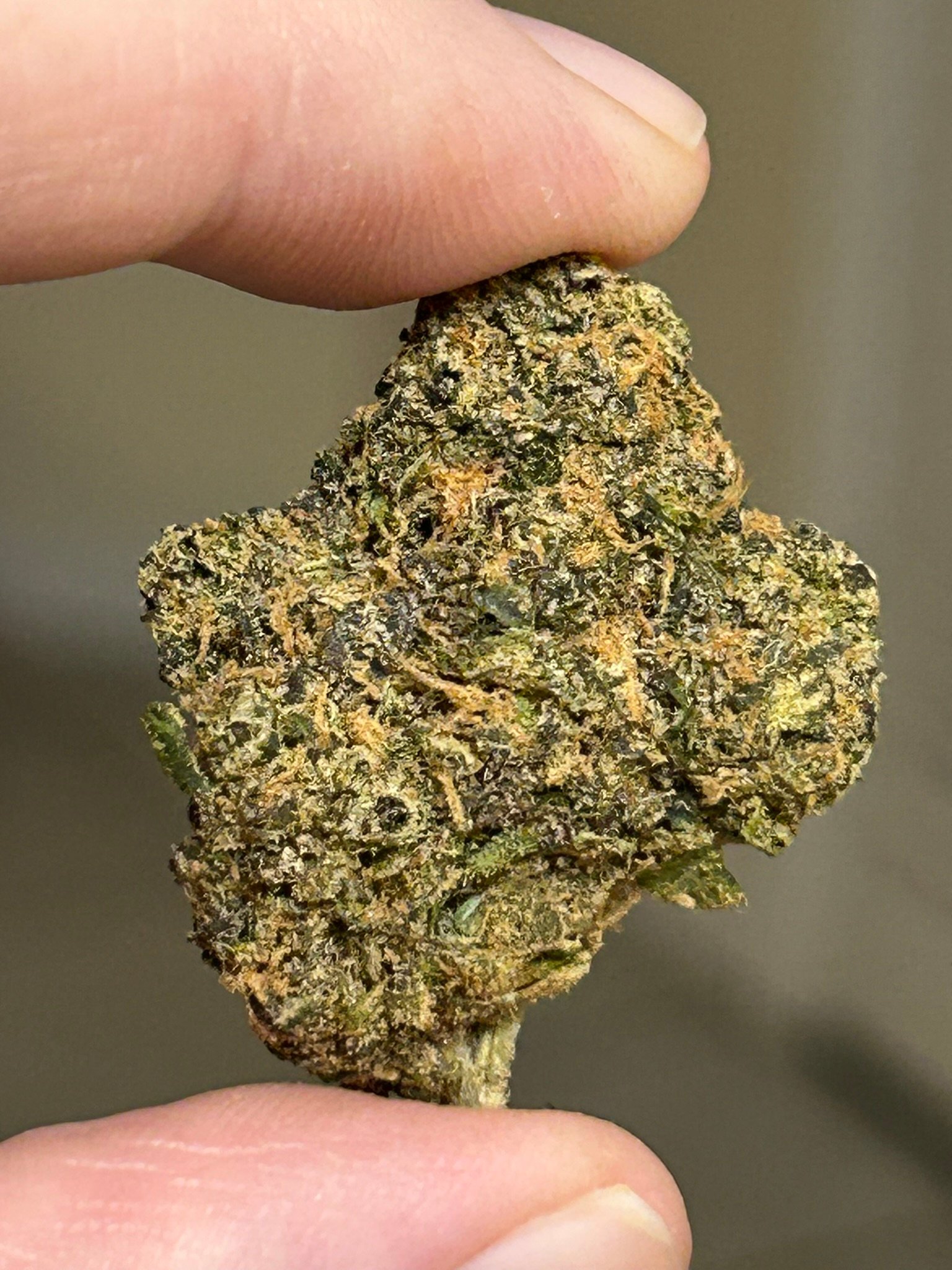 Sharpies Exotic (User Pics/Vid) - Image 10