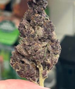 Alternative view of Tropicana Cherry (User Video)