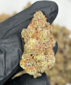 Grape Gas LB (Indoor Exotic)