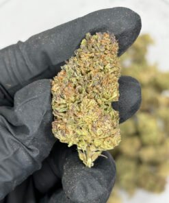 Pinnacle LB Standard Deps (Flash Sale)