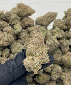 Skeet Skeet (Exotic Indoor)