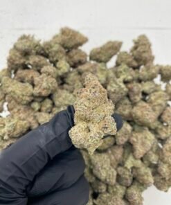 Alternative view of Skeet Skeet (Exotic Indoor)