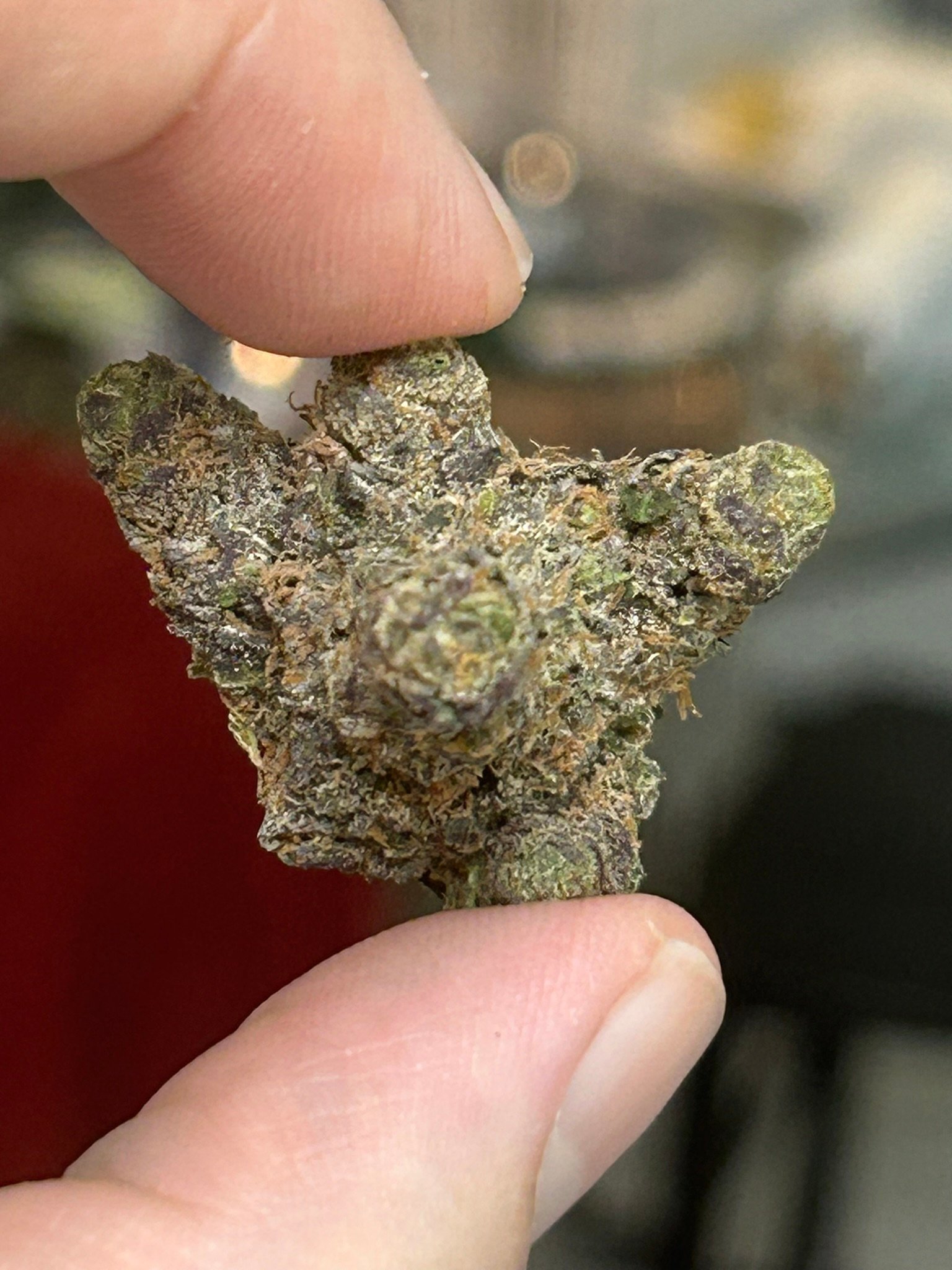Zereal Exotic (User Pics/vid) - Image 5