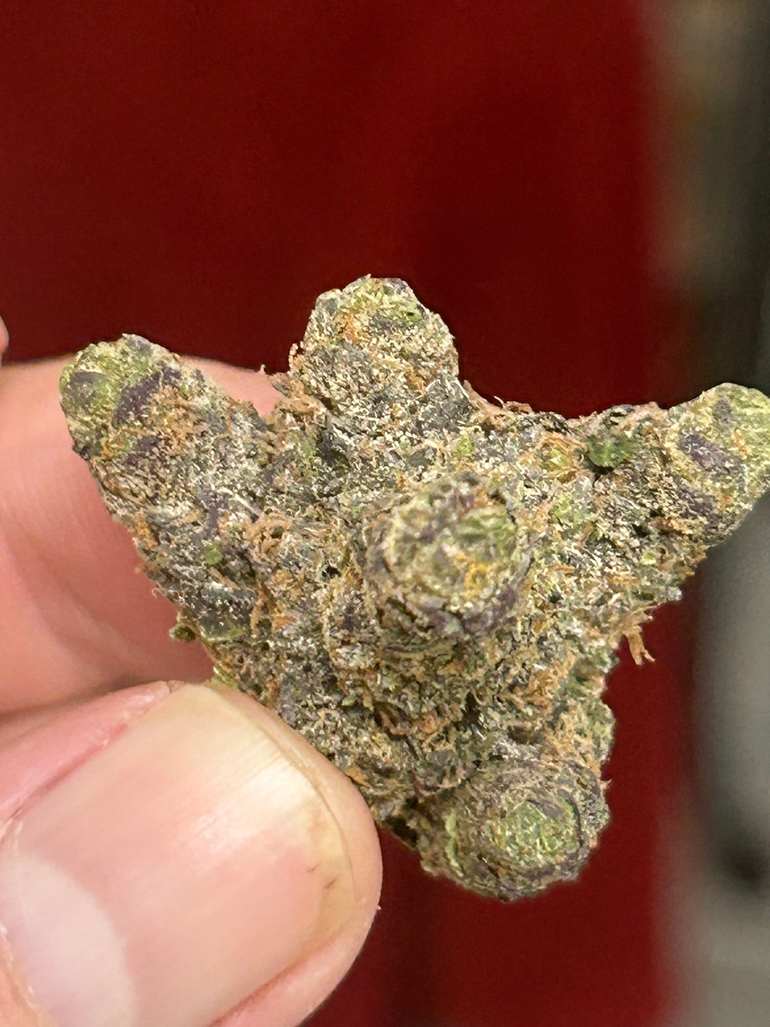 Zereal Exotic (User Pics/vid) - Image 6