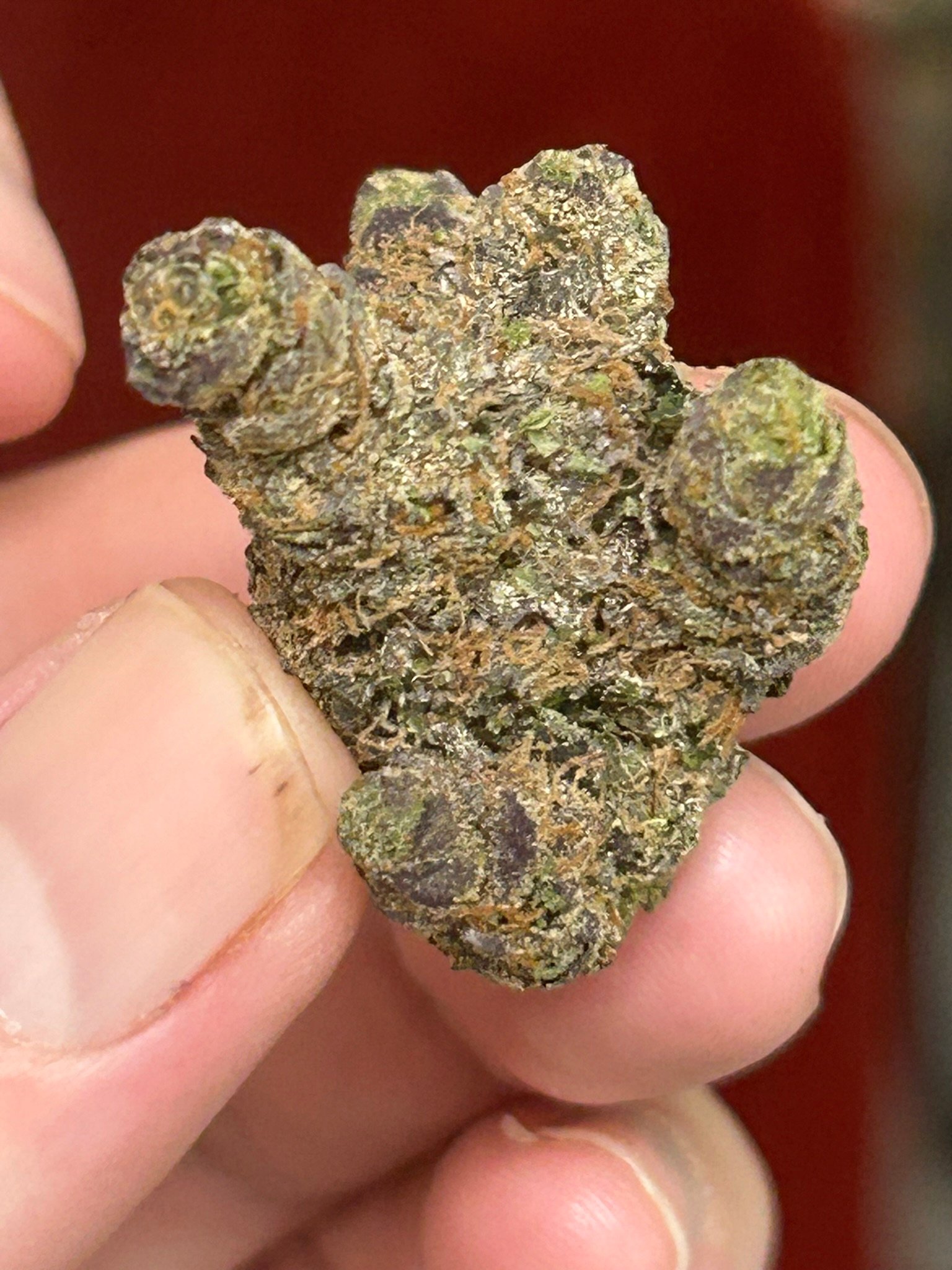 Zereal Exotic (User Pics/vid) - Image 7