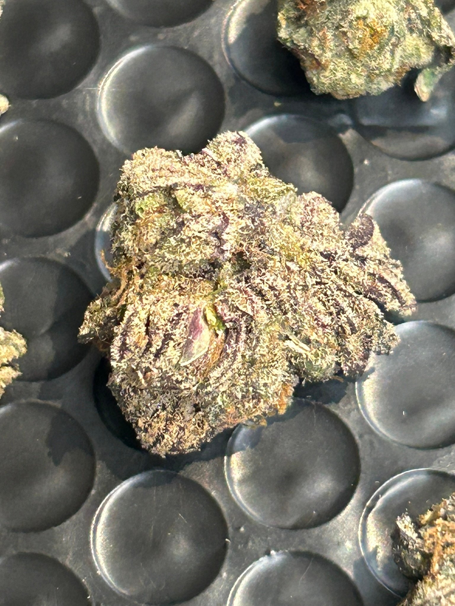 Blue Magic Exotic (User Pics/Vid) - Image 19