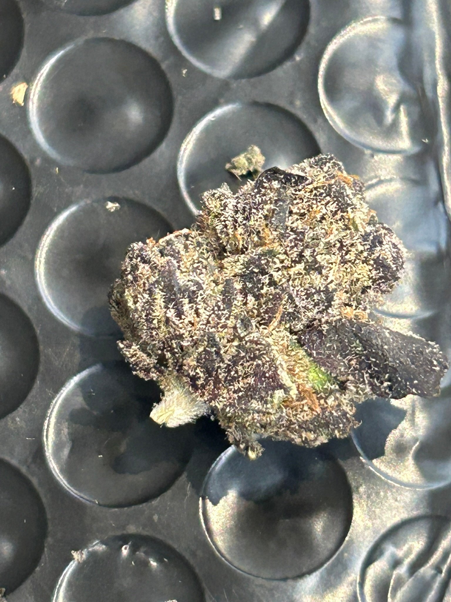 Blue Magic Exotic (User Pics/Vid) - Image 18