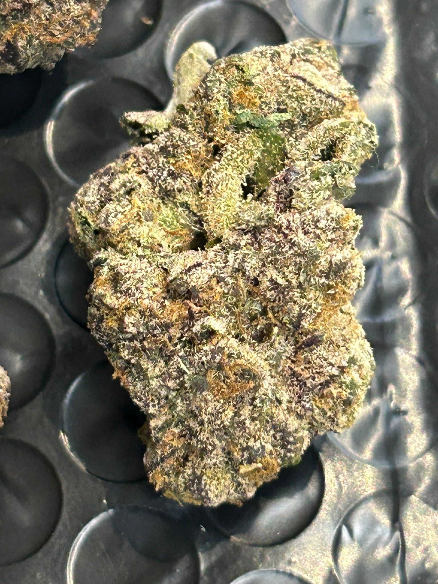 Blue Magic Exotic (User Pics/Vid) - Image 16