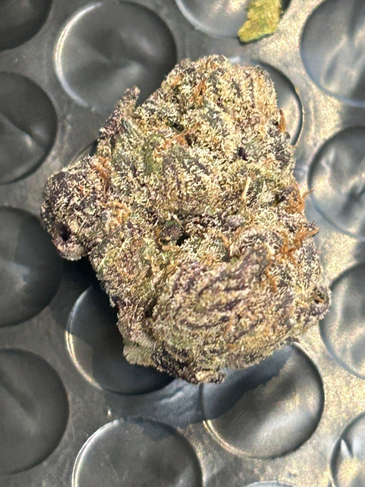 Blue Magic Exotic (User Pics/Vid) - Image 15