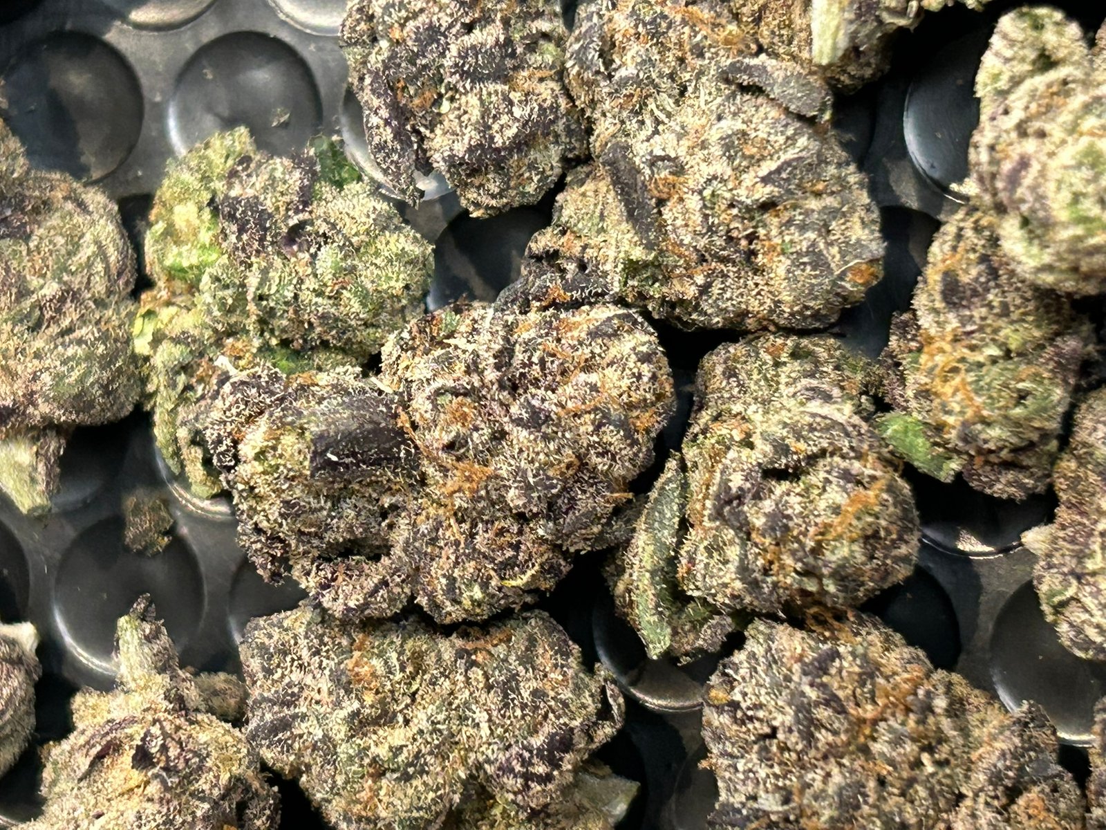 Blue Magic Exotic (User Pics/Vid) - Image 14